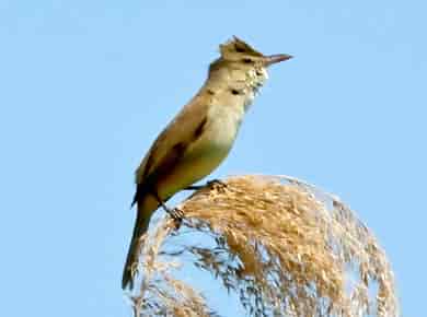 鳥類図鑑・オオヨシキリ